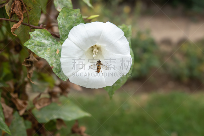 桔子酱,食蚜蝇,旋花属植物,人造的,法国,野生动物,翅膀,自然美,生物,动物