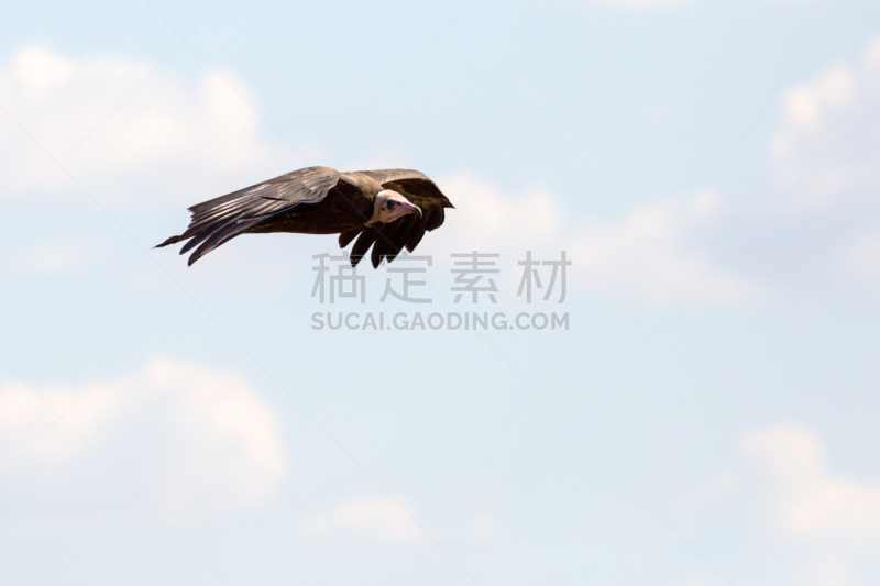 津巴布韦,秃鹰,海角秃鹰,白背秃鹰,野生动物,食肉鸟,旅游目的地,水平画幅,鸟类,非洲