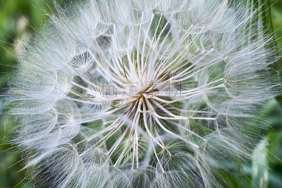 蒲公英,欧洲赤松,水,美,水平画幅,无人,夏天,特写,俄罗斯,白色