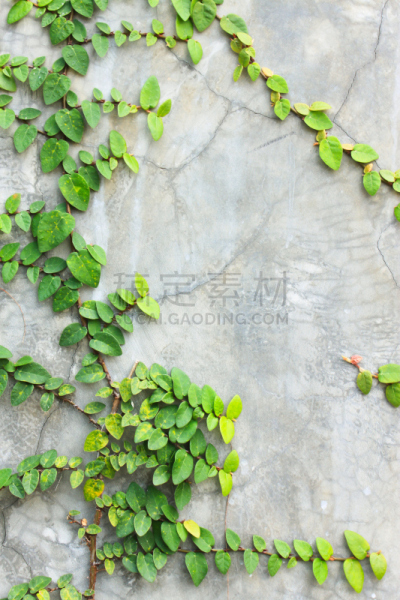 爬行无花果,垂直画幅,绿色,墙,无人,2015年,水泥,叶子,背景