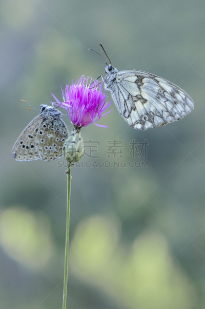 两只动物,蝴蝶,自然,垂直画幅,野生动物,地形,无人,夏天,特写,大理石条纹粉蝶