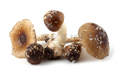 瓢蕈,有毒生物体,蘑菇,鹅膏菌,褐色,水平画幅,无人,危险,阴影,背景分离