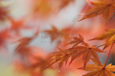秋天,叶子,自然,稻,武藏野市,水平画幅,地形,无人,日本,枫树