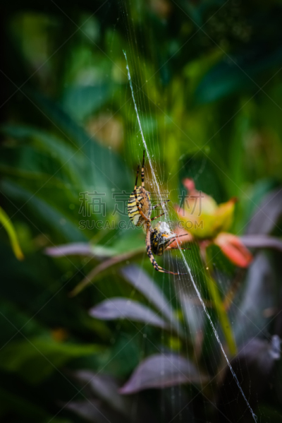 断纹金蛛,蜘蛛网,蜜蜂,黄蜂巢,黄蜂,垂直画幅,无人,蜘蛛纲,夏天,特写