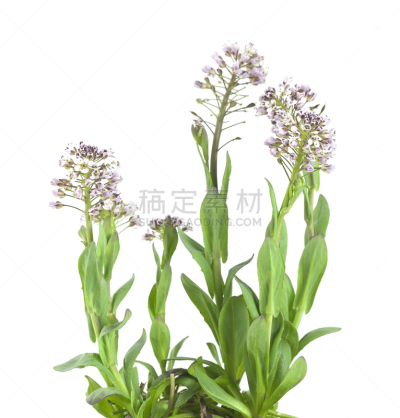 白色背景,阿尔卑斯山,分离着色,垂直画幅,正面视角,留白,无人,特写,前景聚焦,白色