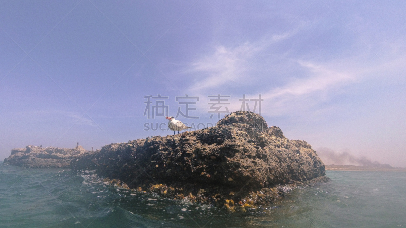 马萨阿拉姆,海鸥,岩石,红海,水,天空,美,水平画幅,鸟类,大西洋