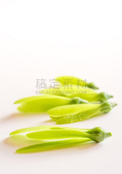 白色,小心轻放,种子,幼小动物,室内地面,翅膀,垂直画幅,莫然诺,风,形状