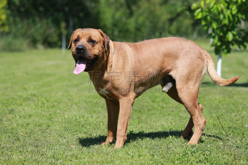 犬科的,幼小动物,侧面视角,土佐斗犬,松狮,獒,日本武士,饲养员,牧羊犬,衣领