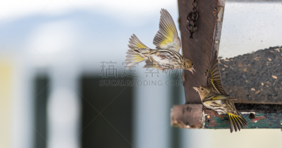 松金雀,雀科,松树,愤怒的小鸟,黄雀,敏捷,半空中,动物身体部位,明亮,北美歌雀