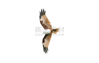 分离着色,老鹰,栗鸢,水平画幅,无人,白色背景,背景分离,泰国,彩色图片,剪贴路径