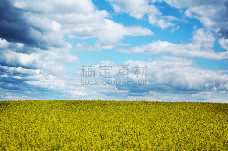 天空,蓝色,黄色,春天,油菜花,田地,自然美,气候,水平画幅,花