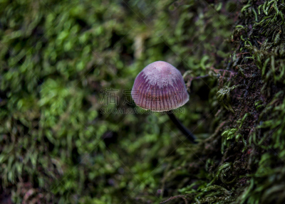 蘑菇,美,公园,褐色,花园矮人雕像,水平画幅,研磨食品,美人,苔藓,户外