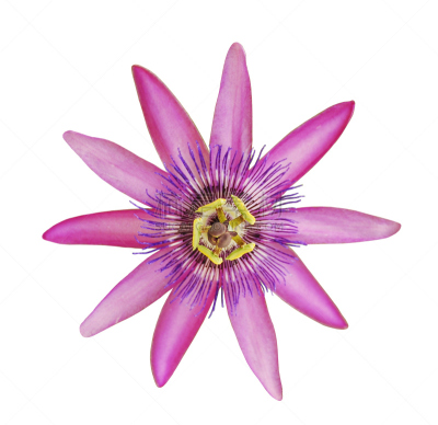 西番莲,熏衣草,自然,温带的花,creeping bluet,有蔓植物,水平画幅,无人,仅一朵花,自然美