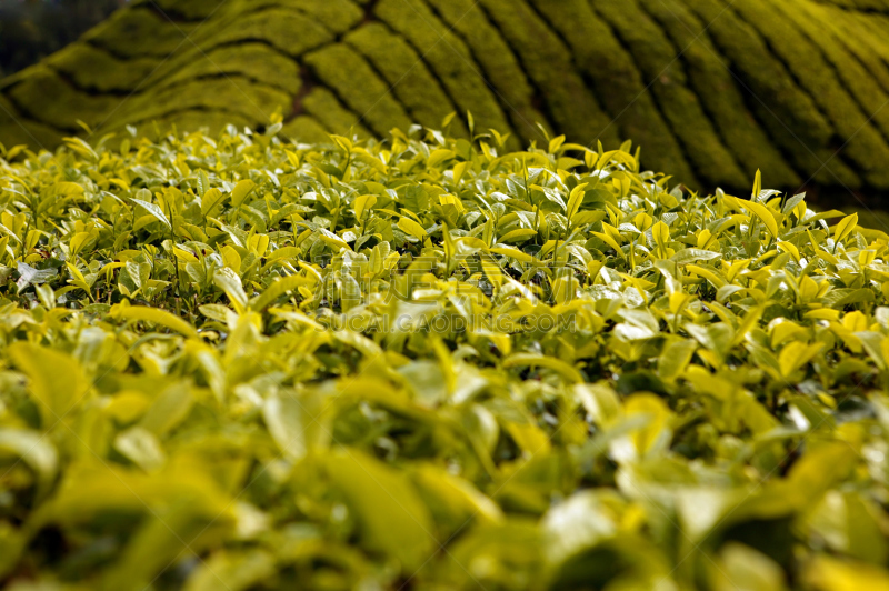 金马仑高原,彭亨州,茶树,马来西亚,白茶,茶树油,乌龙茶,红茶,水平画幅,山
