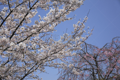 樱桃树,天空,京都府,水平画幅,樱花,无人,蓝色,日本,东山区,春天