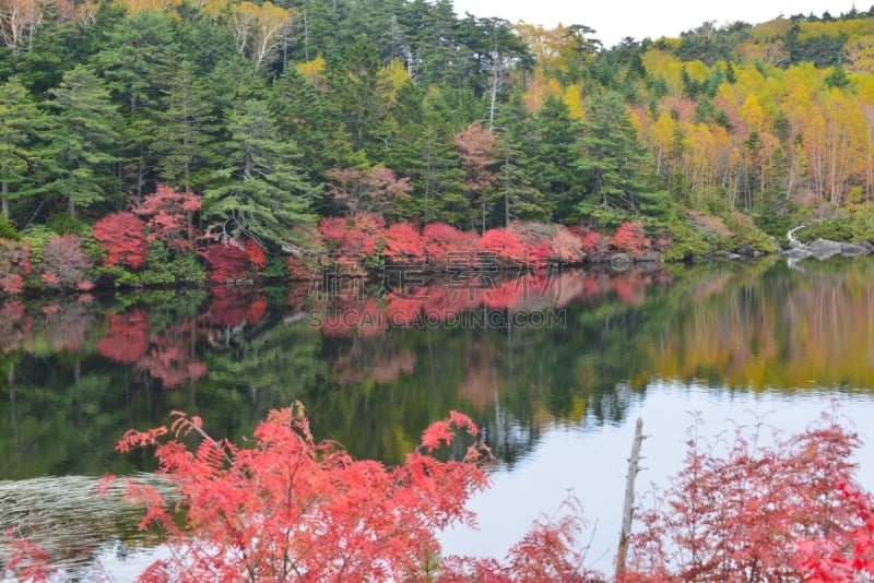 秋天,yachiho,苏格兰高地,日本,旅游目的地,水平画幅,绿色,长野县,无人,户外