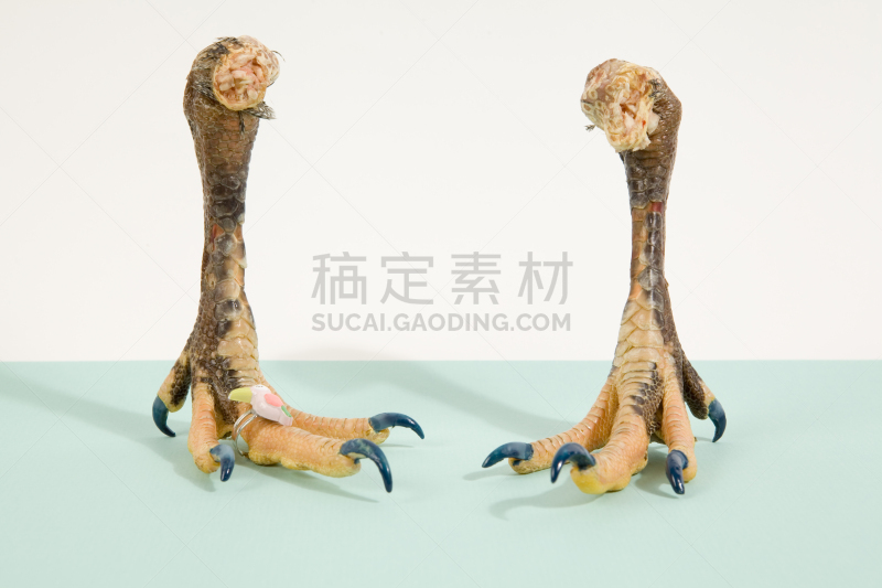 鸡肉,时尚,指甲油,巨嘴鸟,古怪的,绿松石色,修指甲,爪,爪子,比利时