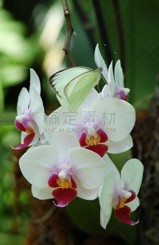 兰花,蝴蝶,平衡折角灯,硫磺,垂直画幅,选择对焦,无人,夏天,户外,前景聚焦