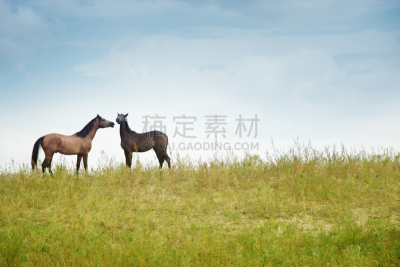 两只动物,马,褐色,水平画幅,无人,野外动物,户外,草,赛马,出发