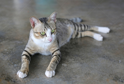 猫,撒谎者,条纹,水泥,暹罗猫,小睡,水平画幅,爪子,动物身体部位,头发特征