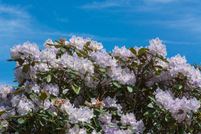 Rosa Baumblüten im Frühling
