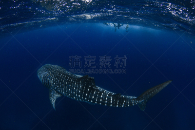 水晶,鲸鲨,水,巨大的,看,小的,热带气候,世界遗产,宁格罗海洋公园