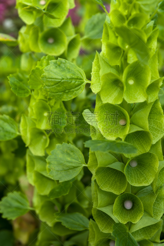 bells of ireland,蛇头草,圆齿花边,夏至草,唇形科,风铃草属,成年子女,垂直画幅,美,美人