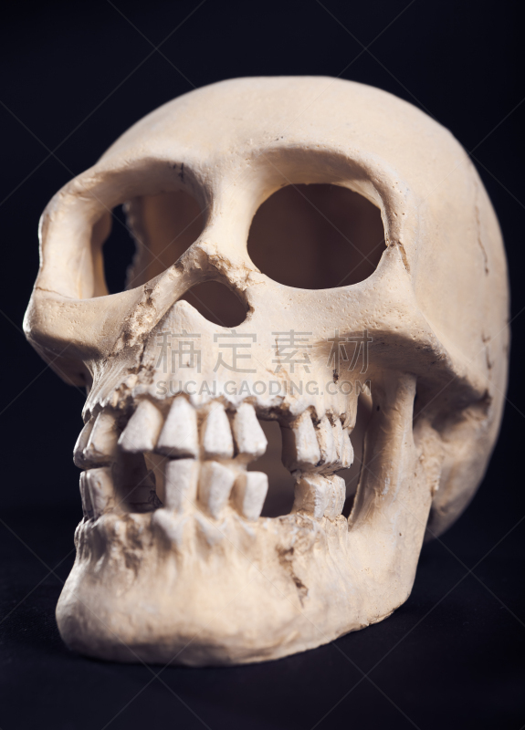 头骨,垂直画幅,正面视角,人造的,颅骨板,惊骇,无人,科学,法学,人头骨