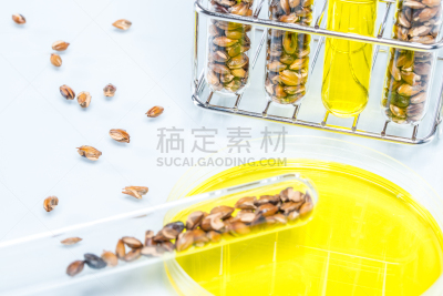 皮氏培养皿,转基因,植物细胞,小麦,标本架,试管,农业,药,科学实验,遗传研究