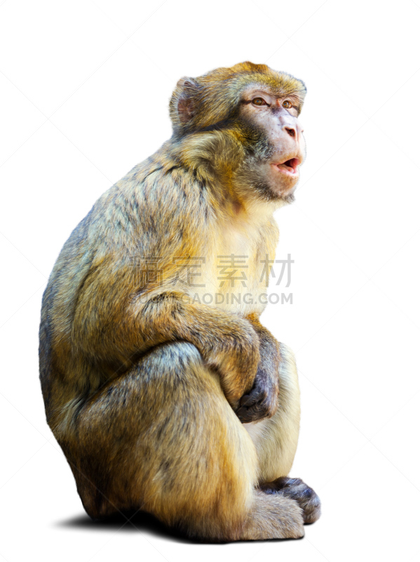 地中海猕猴,背景,白色,猴子,自然,白色背景,背景分离,垂直画幅,野生动物,图像
