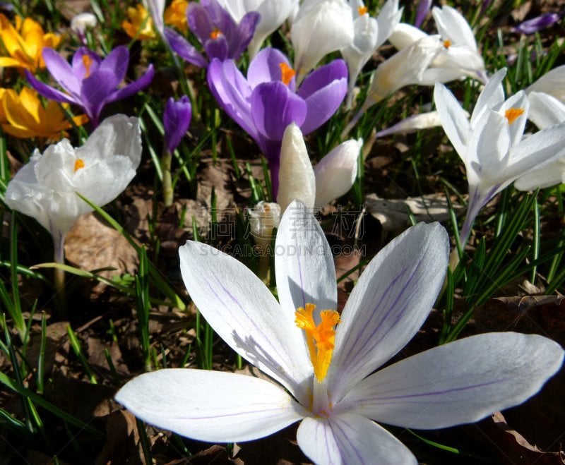 Polfilter, Frühblüher, Wiesenblume, Gartenblume,