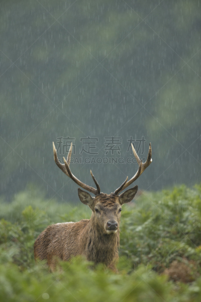 马鹿,欧洲蕨,暴雨,自然,垂直画幅,雄鹿,褐色,野生动物,绿色,野外动物