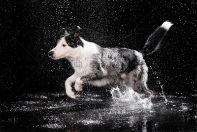 边境牧羊犬,雨,黑色,影棚拍摄,背景,青绿色,威尔士柯基犬,柯利牧羊犬,牧羊犬,水