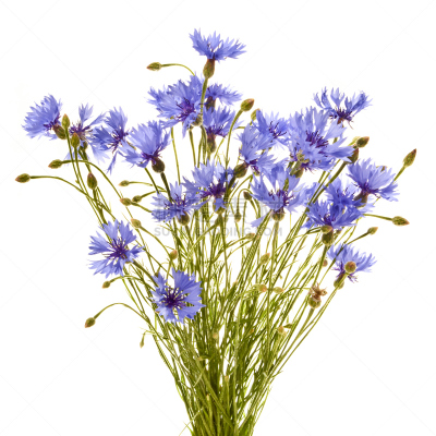 矢车菊,特写,花束,田地,白色背景,青蝇,无人,花蕾,植物,剪贴路径