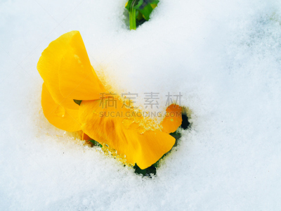折叠的,雪,湿,特写,黄色,三色紫罗兰,大特写,水,美,水平画幅