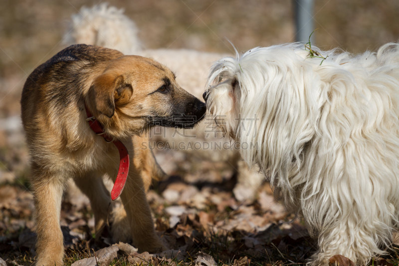 纯种犬,医疗器械,图像,havanese,狗,一只动物,动物,无人,长发,小狗