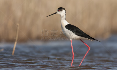 黑翅长脚鹬,水,美,水平画幅,反嘴鹬,鸟类,动物身体部位,野外动物,鷸形目,动物主题