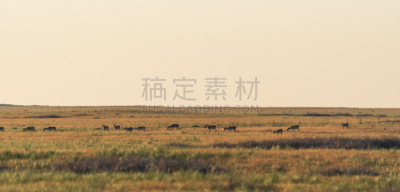 红色,书,食草动物,热,有蹄哺乳动物,野生动物,环境,天气,哺乳纲,萨凡纳港市