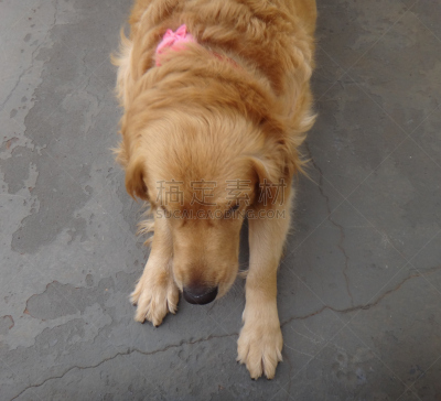金毛寻回犬,美,锤子,水平画幅,灰狼,哺乳纲,寻回（动物习性）,幼兽,运动,雌性动物