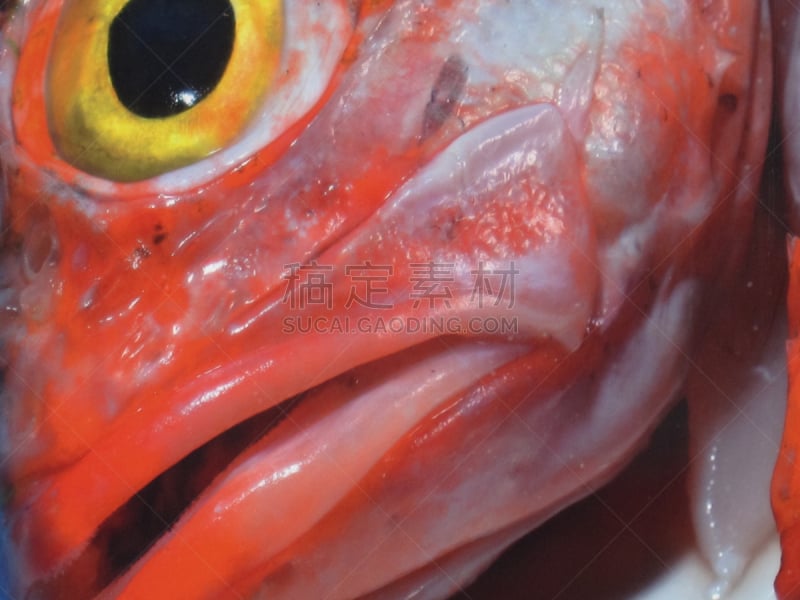 特写,鱼类,饮食,水平画幅,红笛鲷,大西洋群岛,捕捞鱼,海产,海鱼,鱼眼镜头