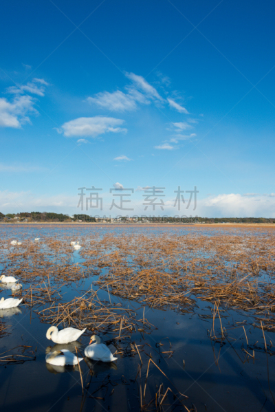 天空,蓝色,河流,柏市,千叶县,自然,垂直画幅,水,留白,风