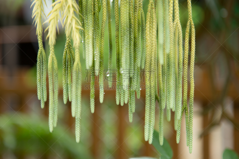 蕨类,绿色,纹理效果,石松科,自然,水平画幅,无人,苔藓,夏天,特写