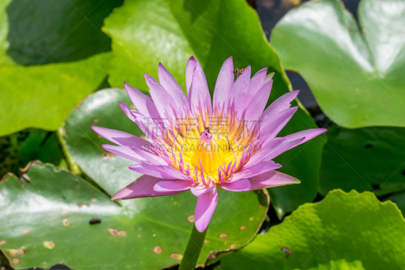 荷花,自然美,健康保健,莫奈基金会,药,泰国,品红色,池塘,湖,植物