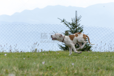 幼小动物,美国,登山杖,可爱的,草坪,动物主题,纯种犬,梗犬,球,肖像