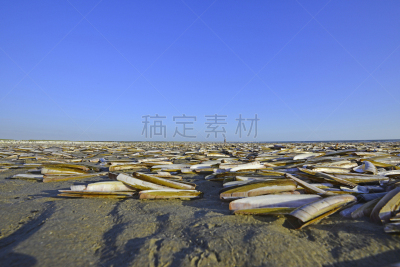 海岸线,剃刀,大群动物,蛤蚌,自然,水,褐色,艾默伊登,水平画幅,沙子