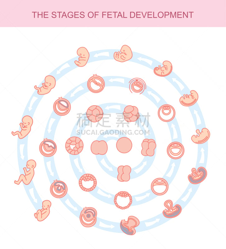 绘画插图,矢量,动物胎儿,生物学,超声波,健康保健,绳子,背景分离,药,母亲