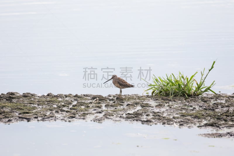 喙,长的,自然,水,公元前,野生动物,水平画幅,无人,鸟类,温哥华