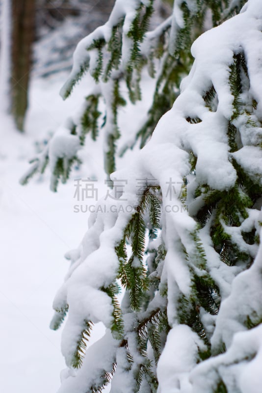 云杉,枝,大雪,南曼兰,垂直画幅,绿色,雪,无人,户外,白色