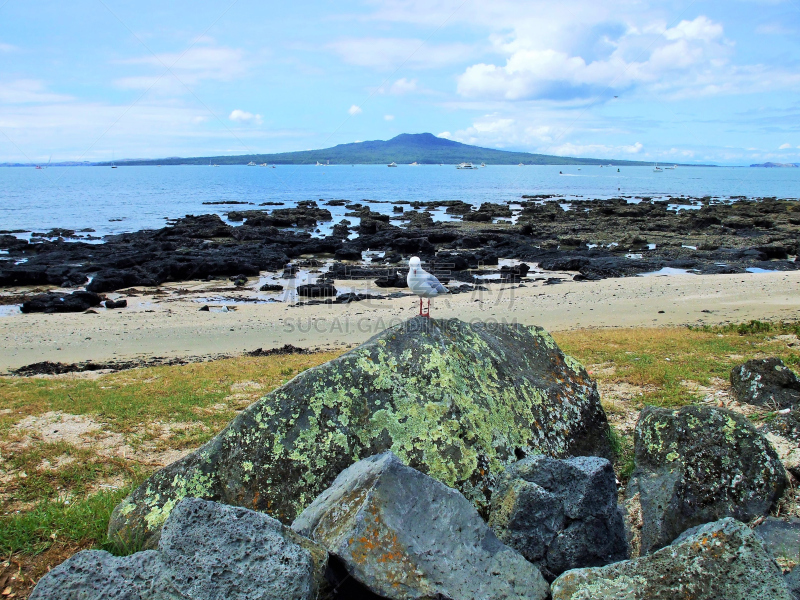 rangitoto channel,海鸥,森林,化石,奥克兰群岛,朗伊托托岛,waitemata harbour,休眠火山,奥克兰,新西兰北岛