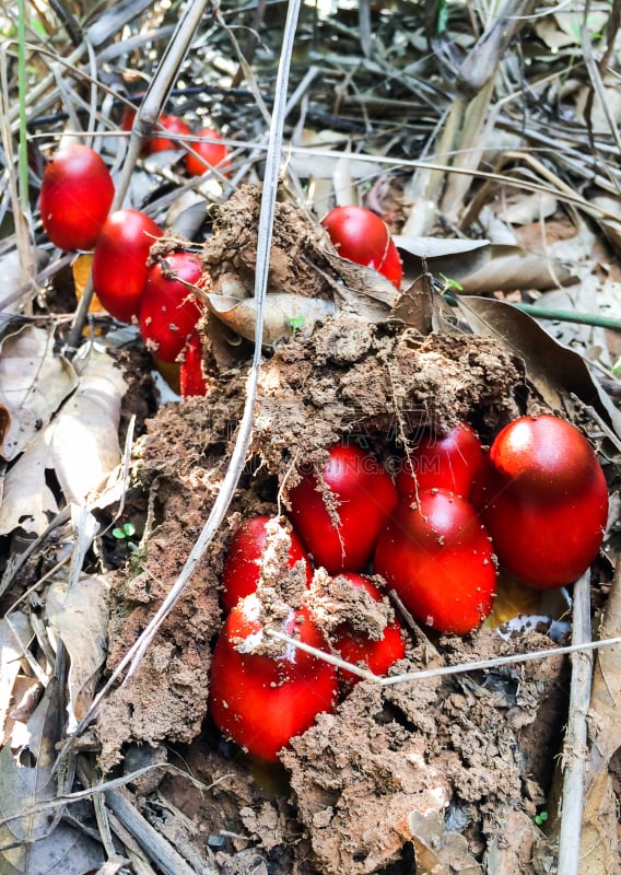 特写,泰国,自然,蘑菇,红色,绘画艺术品,瓷样伞菇,橙色伞菌,花园矮人雕像,伞形毒菌